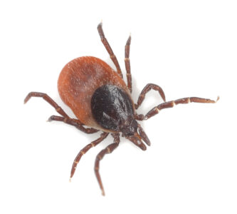 Tips for Tick Prevention Image